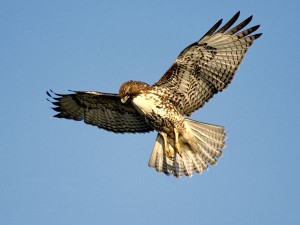 red-tailed-hawk